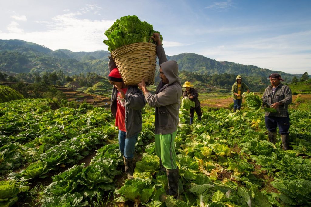 Filipino farmers gahtering produce from farm lands in the Philippines